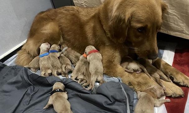 小狗怀孕20多天的是什么？（揭秘小狗早期怀孕的迹象和护理方法 - 新生家伴