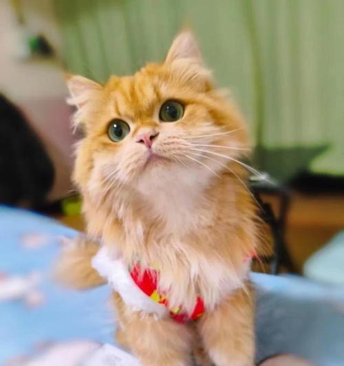 探究猫咪挑食行为的原因（为什么猫咪喜欢挑食？一起来了解吧！）(图3)