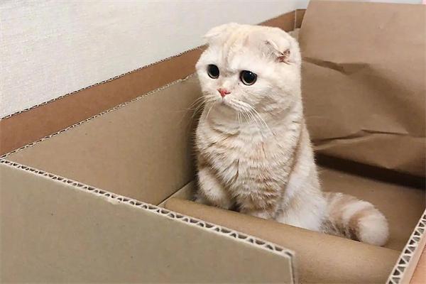 有必要给宠物买保险吗? 有必要给宠物买保险吗?(图2)