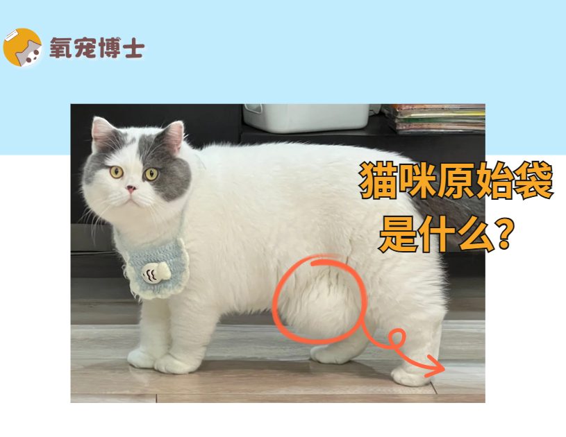 猫咪的原始袋是什么？ - 新生家伴