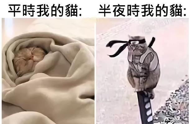 梦中救猫，唤醒善心（自省与悔改，拯救生命的一瞬间）(图3)