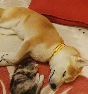 梦中救猫，唤醒善心（自省与悔改，拯救生命的一瞬间） - 新生家伴