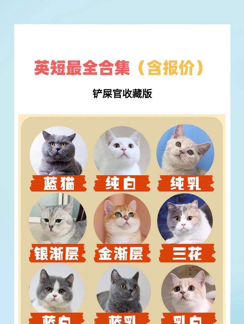 蓝猫与英短蓝猫（解读猫界蓝色系的两个代表品种）(图3)