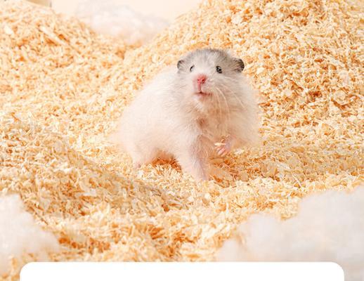 养仓鼠必备的物品及注意事项（打造舒适的鼠室，宠爱你的小宠物）(图4)