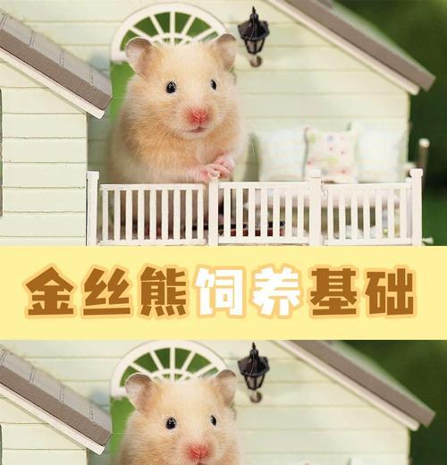 养仓鼠必备的物品及注意事项（打造舒适的鼠室，宠爱你的小宠物） - 新生家伴