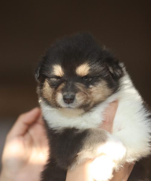 苏格兰牧羊犬（了解苏格兰牧羊犬的特点和养护要点）(图3)