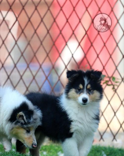 苏格兰牧羊犬（了解苏格兰牧羊犬的特点和养护要点）(图2)