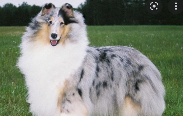 苏格兰牧羊犬（了解苏格兰牧羊犬的特点和养护要点） - 新生家伴