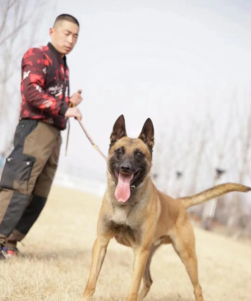 以都训练狗狗的必备项目(从基础指令到高级技能,打造乖巧听话的狗狗)(图1) 以都训练狗狗的必备项目(从基础指令到高级技能,打造乖巧听话的狗狗)(图1)