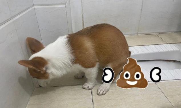 以都训练狗狗的必备项目(从基础指令到高级技能,打造乖巧听话的狗狗)(图2) 以都训练狗狗的必备项目(从基础指令到高级技能,打造乖巧听话的狗狗)(图2)