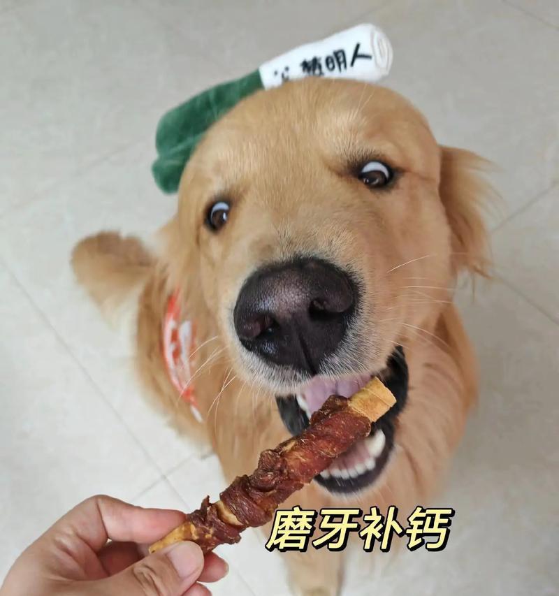 狗狗补钙的最快方式是什么？（探索狗狗补钙的有效方法，让您的狗狗健康成长）(图3)