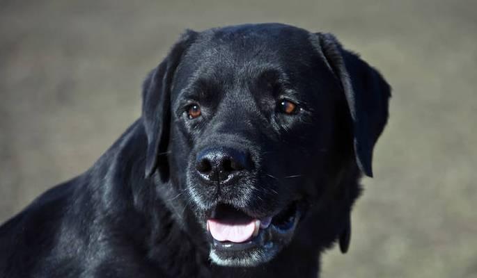 通体黑色的狗品种介绍（揭秘黑色狗的魅力与特点） - 新生家伴