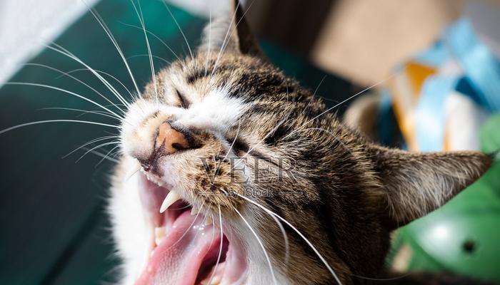 幼猫死亡时的张开嘴迹象（揭示幼猫死亡时张开嘴的隐藏信息） - 新生家伴