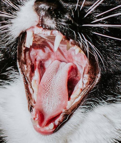 幼猫死亡时的张开嘴迹象(揭示幼猫死亡时张开嘴的隐藏信息)(图2) 幼猫死亡时的张开嘴迹象(揭示幼猫死亡时张开嘴的隐藏信息)(图2)