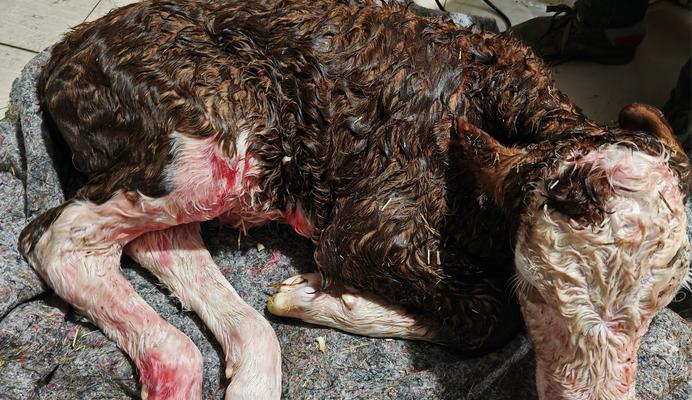 幼猫死亡时的张开嘴迹象(揭示幼猫死亡时张开嘴的隐藏信息)(图3) 幼猫死亡时的张开嘴迹象(揭示幼猫死亡时张开嘴的隐藏信息)(图3)