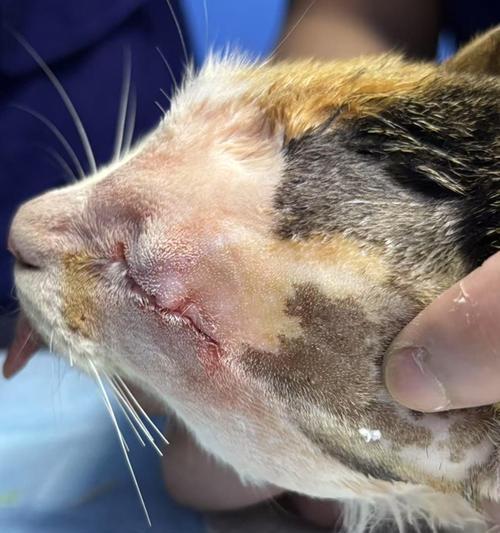 猫咪鼻子流液体，是什么原因引起的？（探究猫咪鼻子流液体的病因与治疗方法）(图2)