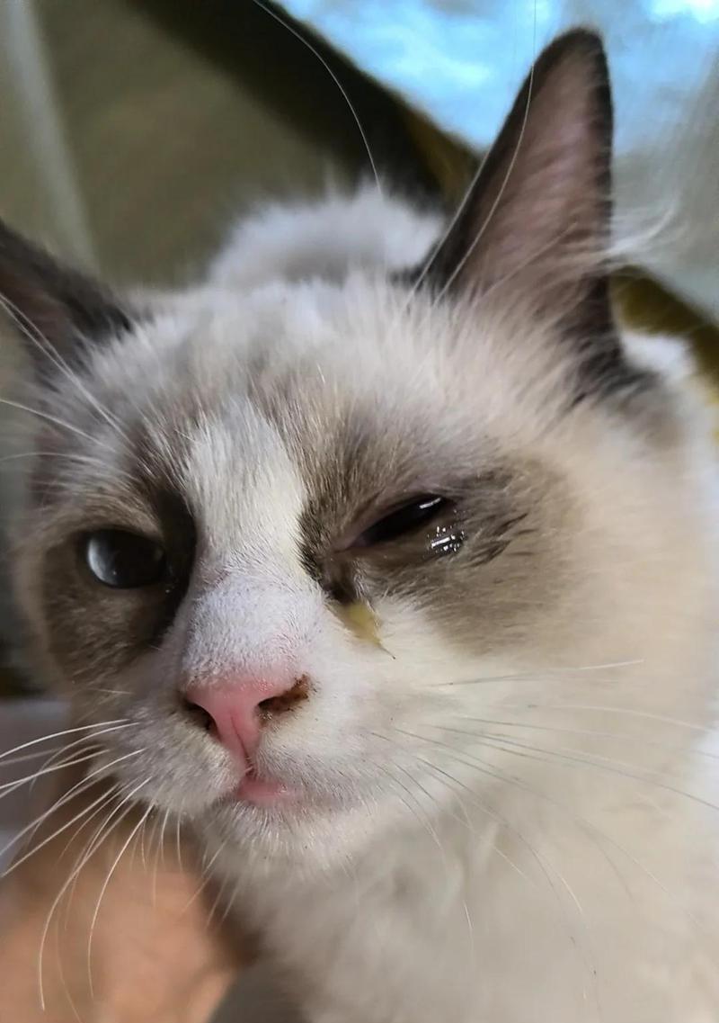 猫咪鼻子流液体，是什么原因引起的？（探究猫咪鼻子流液体的病因与治疗方法）(图3)