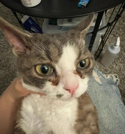 猫咪鼻子流液体，是什么原因引起的？（探究猫咪鼻子流液体的病因 - 新生家伴