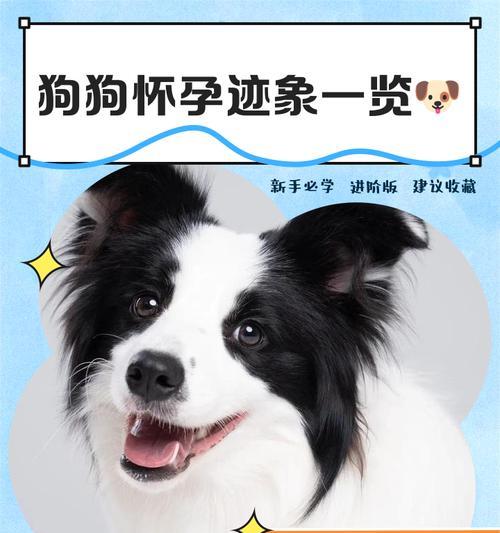 一生之中,一只狗可以生几次小狗?(狗的生育能力及其限制)(图2) 一生之中,一只狗可以生几次小狗?(狗的生育能力及其限制)(图2)