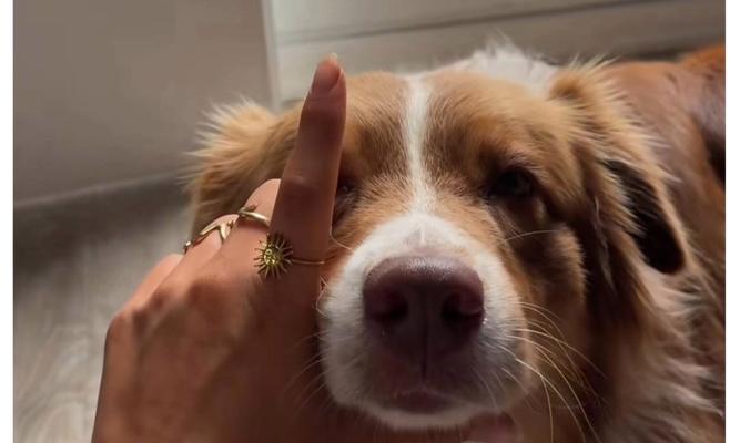 一生之中,一只狗可以生几次小狗?(狗的生育能力及其限制)(图3) 一生之中,一只狗可以生几次小狗?(狗的生育能力及其限制)(图3)