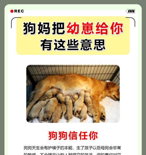 母狗下崽后的观察指南(了解母狗下崽后的行为与需求,帮助你更好地照顾她)(图1) 母狗下崽后的观察指南(了解母狗下崽后的行为与需求,帮助你更好地照顾她)(图1)