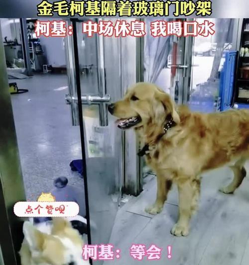 柯基犬的水量需求及饮水习惯调查（揭秘柯基犬每日饮水量的合理范围及相关注意事项）(图2)