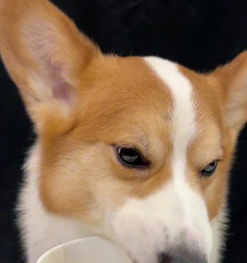 柯基犬的水量需求及饮水习惯调查（揭秘柯基犬每日饮水量的合理范围及相关注意事项）(图1)