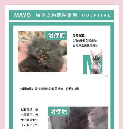 兔子脚上长癣的原因及治疗方法(探究兔子脚上长癣的成因以及提供有效的治疗方法)(图3) 兔子脚上长癣的原因及治疗方法(探究兔子脚上长癣的成因以及提供有效的治疗方法)(图3)