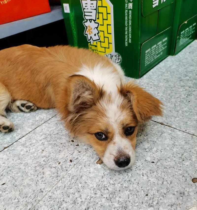 如何让狗狗保持静止不动(训练狗狗安静的关键技巧)(图3) 如何让狗狗保持静止不动(训练狗狗安静的关键技巧)(图3)