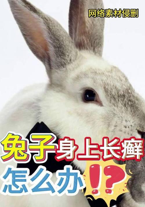 兔子脚上长癣的原因及治疗方法(探究兔子脚上长癣的成因以及提供有效的治疗方法)(图2) 兔子脚上长癣的原因及治疗方法(探究兔子脚上长癣的成因以及提供有效的治疗方法)(图2)