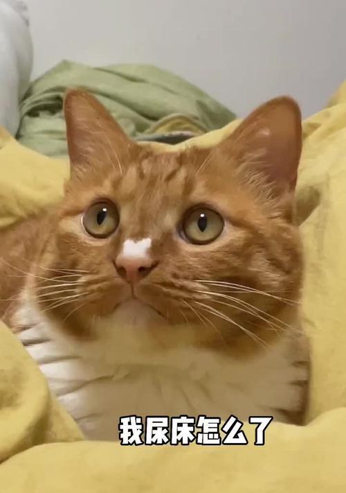 揭秘为何猫身上散发尿骚味（深入探索猫咪尿