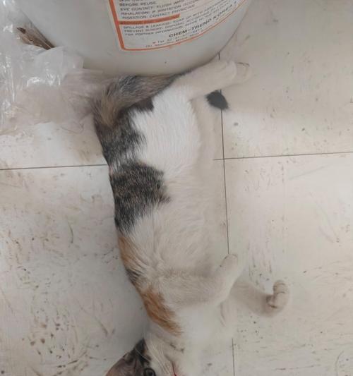 探究猫干粮的食用方式(以猫干粮为主要食物的猫咪如何正确食用)(图3) 探究猫干粮的食用方式(以猫干粮为主要食物的猫咪如何正确食用)(图3)