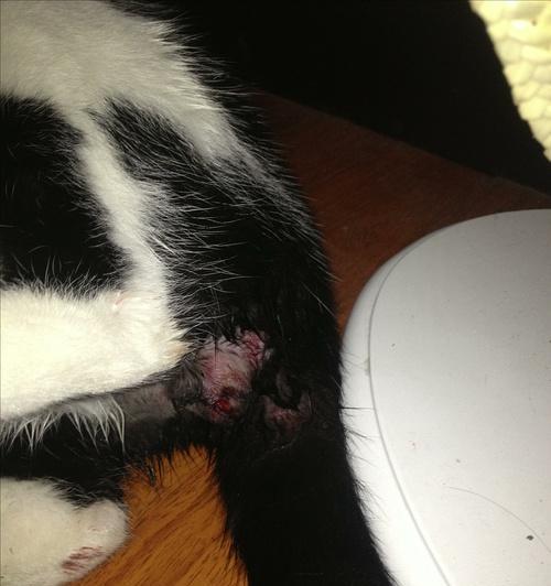 公猫绝育后蛋蛋发炎的原因和处理方法(公猫绝育术后蛋蛋感染的症状及预防措施)(图1) 公猫绝育后蛋蛋发炎的原因和处理方法(公猫绝育术后蛋蛋感染的症状及预防措施)(图1)