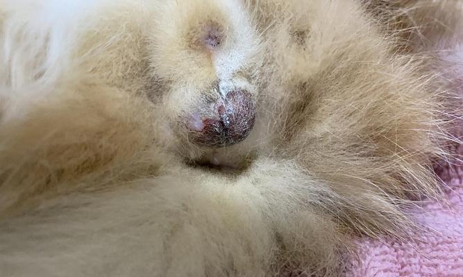 公猫绝育后蛋蛋发炎的原因和处理方法(公猫绝育术后蛋蛋感染的症状及预防措施)(图2) 公猫绝育后蛋蛋发炎的原因和处理方法(公猫绝育术后蛋蛋感染的症状及预防措施)(图2)