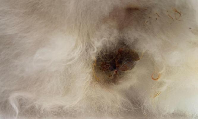 公猫绝育后蛋蛋发炎的原因和处理方法(公猫绝育术后蛋蛋感染的症状及预防措施)(图3) 公猫绝育后蛋蛋发炎的原因和处理方法(公猫绝育术后蛋蛋感染的症状及预防措施)(图3)