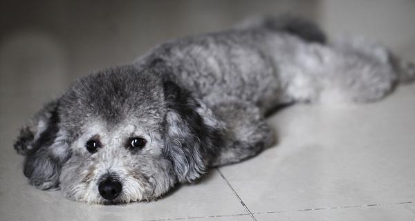 灰色泰迪狗粮推荐（为你的灰色泰迪选择合适的狗粮）(图3)