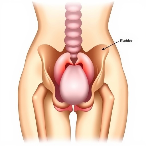 母猫的生理结构及繁殖器官解析（揭开母猫神秘的阴道位置之谜）(图4)