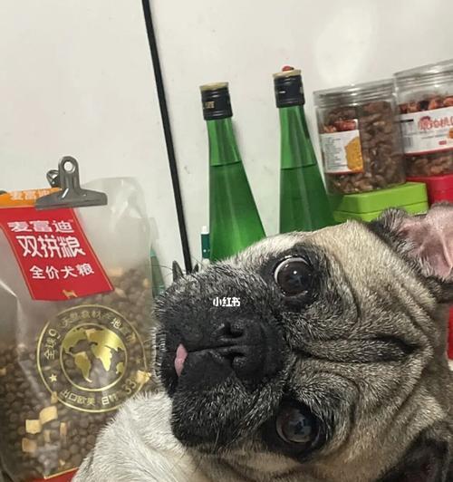 以巴哥饿了会有什么表现？（探索以巴哥饥饿时的行为和身体变化）(图3)