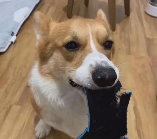 探究狗咬人的原因（为什么狗会咬人？如何预防狗咬人事件的发生？ - 新生家伴