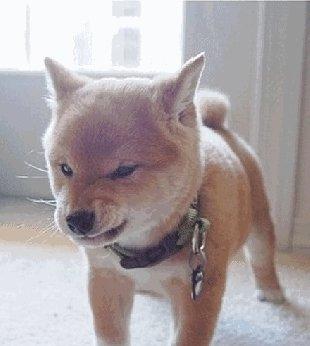 探究狗咬人的原因（为什么狗会咬人？如何预防狗咬人事件的发生？）(图2)