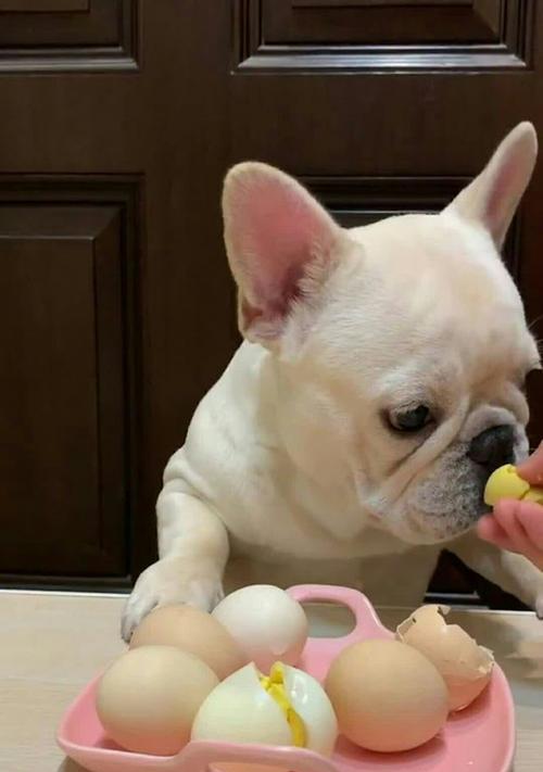 以巴哥饿了会有什么表现？（探索以巴哥饥饿时的行为和身体变化） - 新生家伴