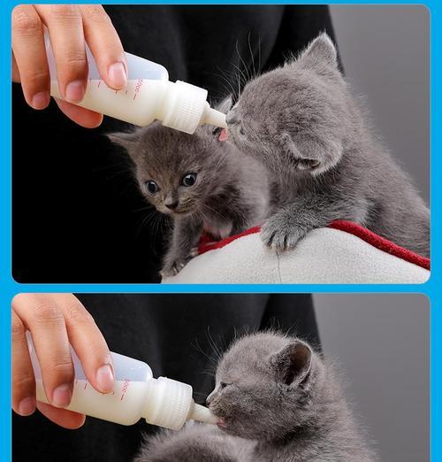 母猫的生理结构及繁殖器官解析（揭开母猫神秘的阴道位置之谜） - 新生家伴