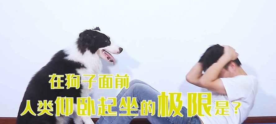 运动对狗的好处（促进健康和快乐的关键）(图3)