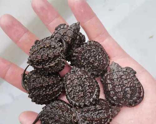 大鳄龟的营养需求与食物选择（以大鳄龟吃什么有营养为主题的深入探讨）(图3)