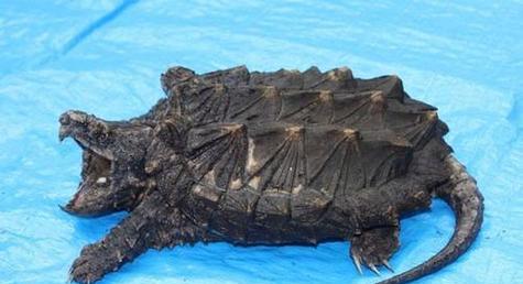 大鳄龟的营养需求与食物选择（以大鳄龟吃什么有营养为主题的深入探讨）(图2)