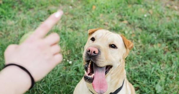 狗狗舔人手的意义（探索狗狗舔人手背后的行为和情感）(图1)