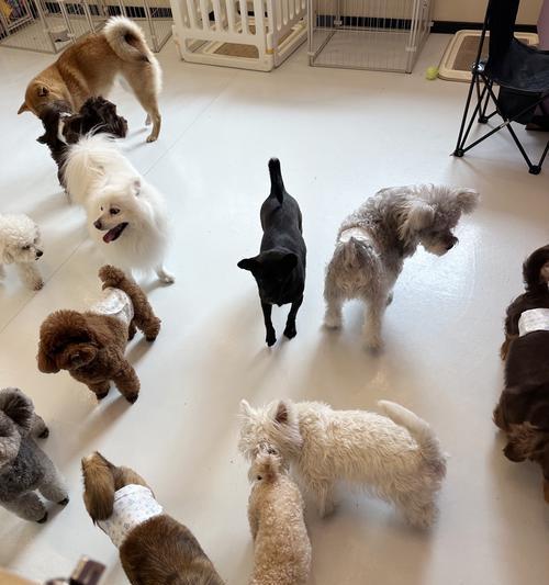 运动对狗的好处（促进健康和快乐的关键） - 新生家伴