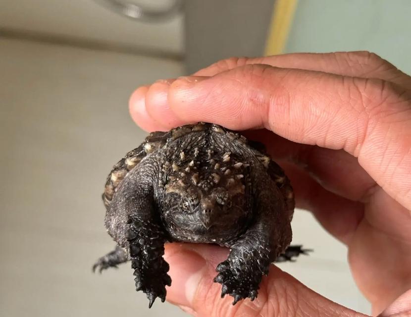 大鳄龟的营养需求与食物选择（以大鳄龟吃什么有营养为主题的深入探讨）(图1)