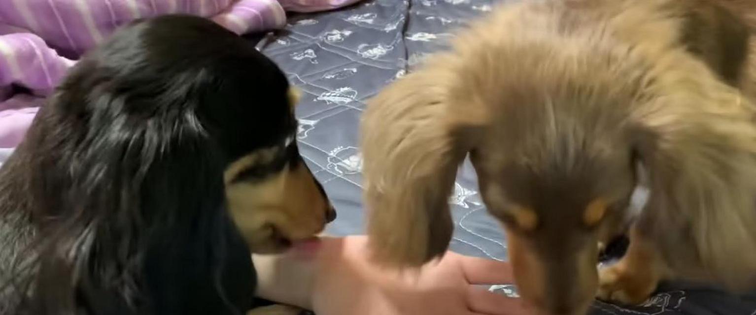 狗狗舔人手的意义（探索狗狗舔人手背后的行为和情感）(图3)