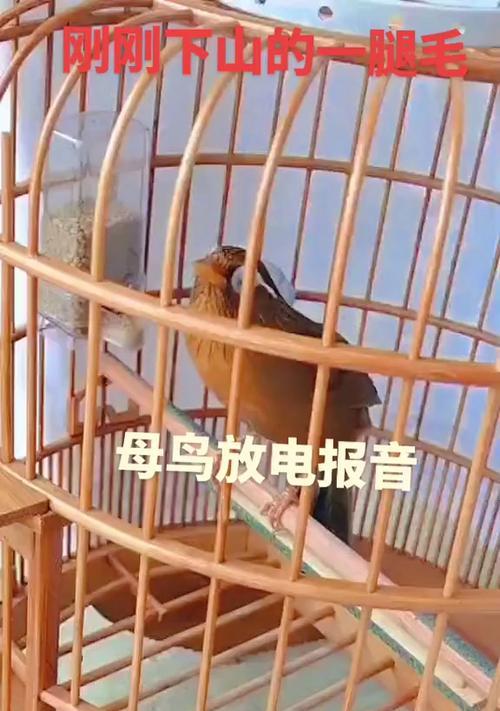 画眉鸟的叫声与意义（探索画眉鸟叫声的含义及其在自然界中的作用）(图3)